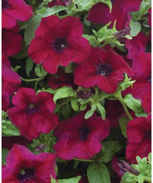 Petunia Surfinia Burgundy