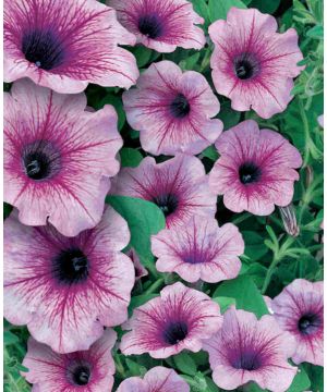 Petunia Surfinia Rose Vein