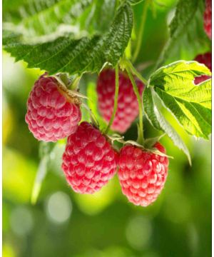 Rubus Sweet Sunshine