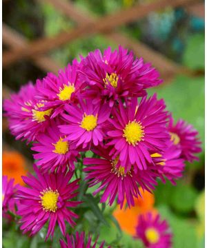 Symphyotrichum novi-belgii 'Crimson Brocade'