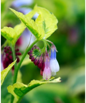 Symphytum grandiflorum Goldsmith