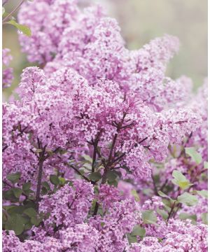 Syringa meyeri Palibin