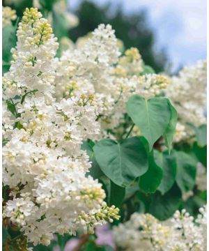 Syringa vulgaris 'Miss Ellen Willmott'