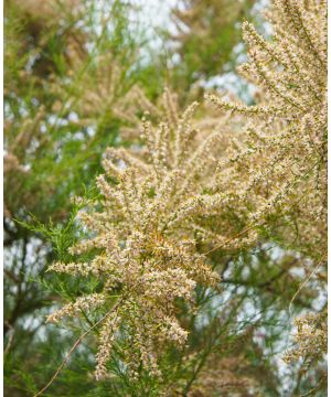 Tamarix hispanica Africana