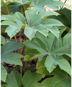 Tetrapanax papyrifer