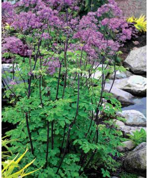 Thalictrum Black Stockings