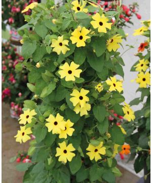 Thunbergia alata Sunny Susy Yellow Dark Eye