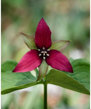 Terrific Trillium Collection