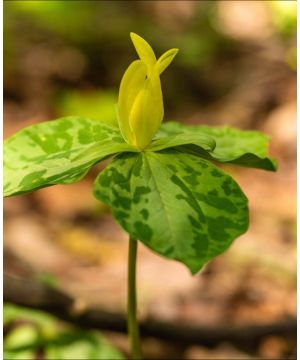 Trillium luteum