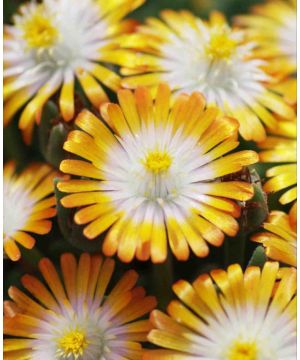 Delosperma Jewel of the Desert Topaz