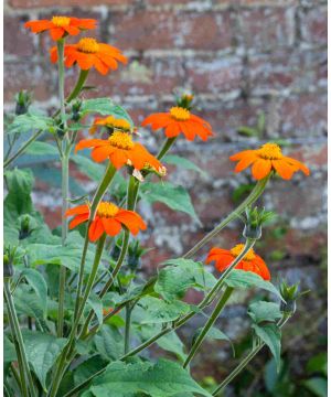 Tithonia rotundifolia Torch