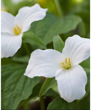 Trillium Grandiflorum