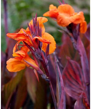 Canna Tropicana