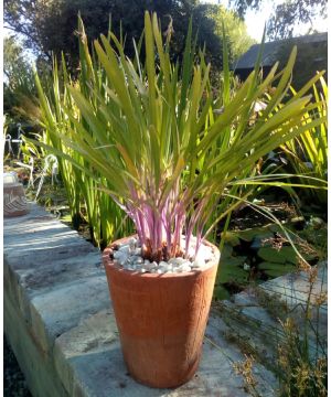 Tulbaghia hybrida Flamingo