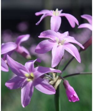 Tulbaghia hybrida Kilimanjaro