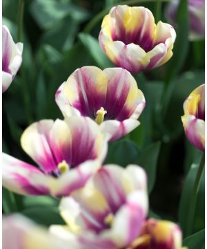 Tulipa 'Atlantis'