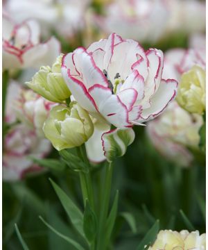 Tulipa 'Belicia'