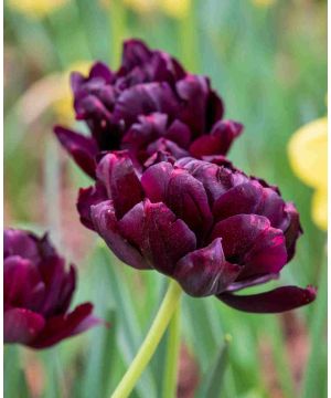 Tulipa 'Black Hero'