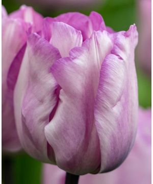 Tulip Carre