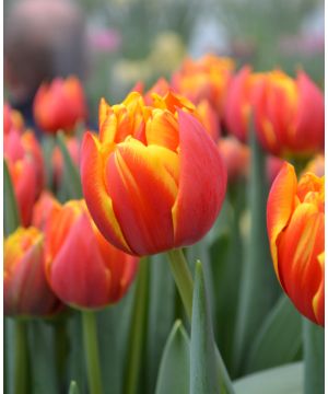 Tulipa 'Crossfire'