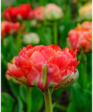 Tulip 'Gudoshnik' 