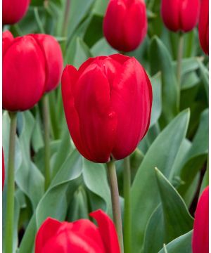 Tulipa 'Kingsblood'