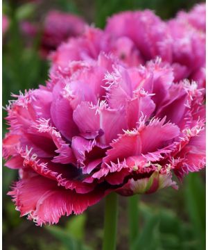 Tulipa 'Mascotte'