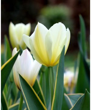 Tulipa 'Purissima'