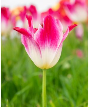 Tulipa 'Sanne'