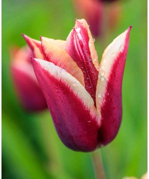 Tulipa 'Gavota'