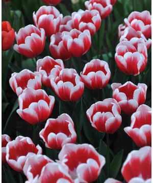 Tulipa 'Timeless'