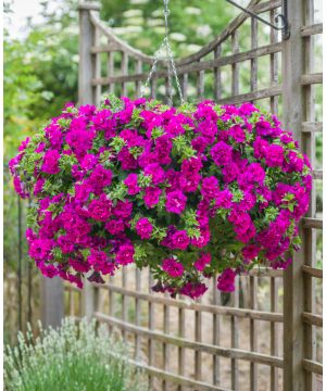 Petunia Tumbelina Savanna