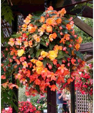 Begonia Illumination Golden Picotee