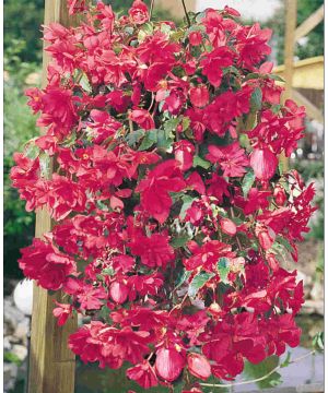 Begonia Illumination Rose