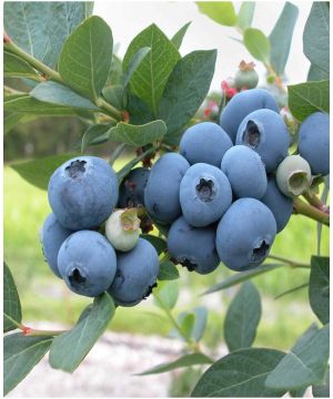 Blueberry Trio