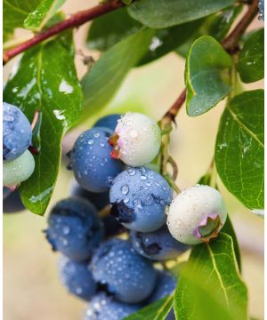 Vaccinium corymbosum Duke