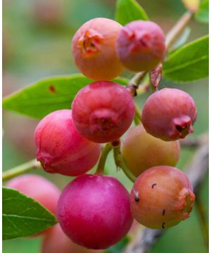 Blueberry corymbosum Pink Sapphire