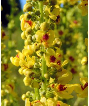 Verbascum thapsus