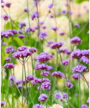 Verbena bonariensis