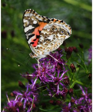 Vernonia lettermanii