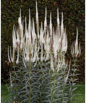 Veronicastrum virginicum Album