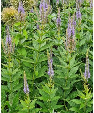 Veronicastrum sibiricum