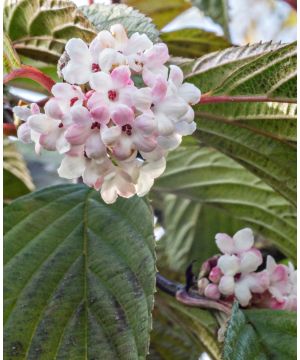 Viburnum farreri