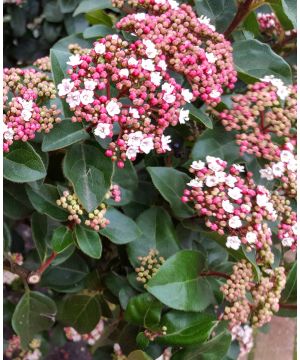 Viburnum tinus Gwenllian