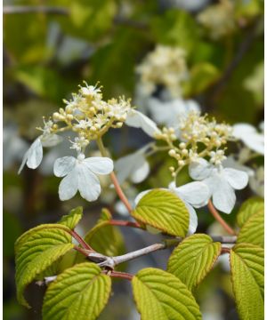 Viburnum plicatum Kilimanjaro Sunrise