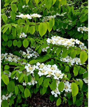 Viburnum plicatum Watanabe