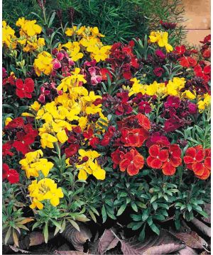 Erysimum Mix