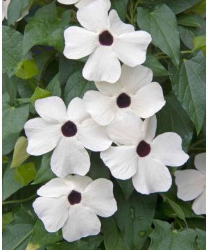 Thunbergia alata Sunny Susy White Halo