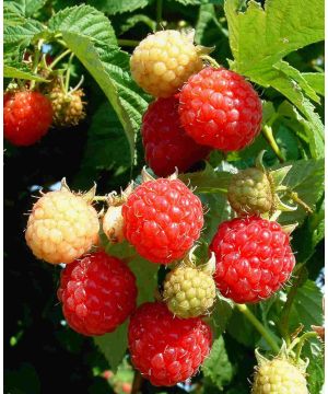 Rubus Willamette