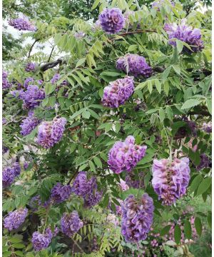 Wisteria Amethyst Falls